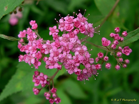 {Spiraea japonica}